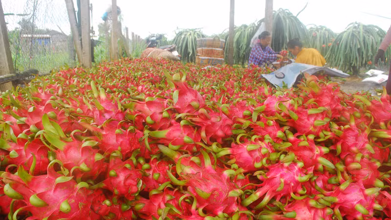 Người dân ở xã Tân Thuận Bình, huyện Chợ Gạo (Tiền Giang) thu hoạch thanh long.