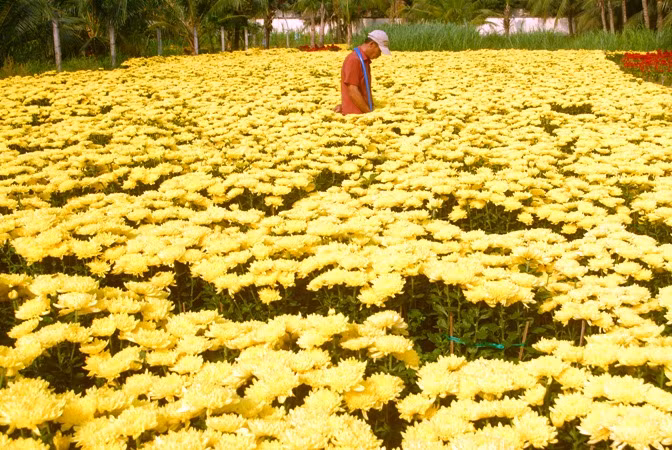 Một góc làng hoa Mỹ Tho ở vụ Tết 2023.