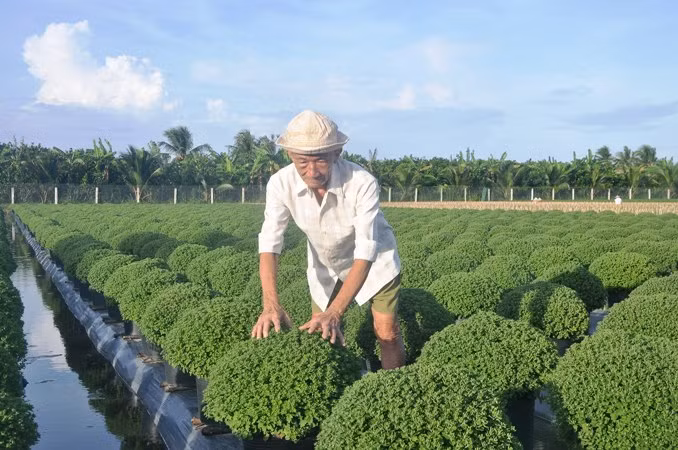 Ông Nguyễn Văn Phước ra thăm vườn hoa của con mình trồng.