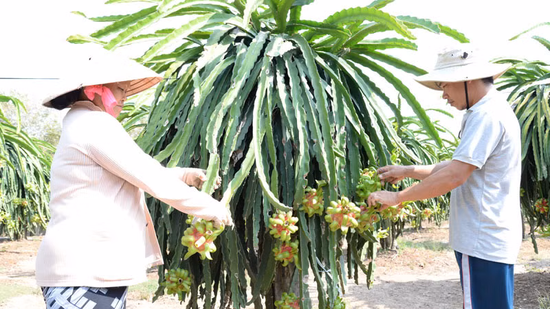 Người dân chăm sóc thanh long tại xã Tân Thuận Bình, huyện Chợ Gạo, tỉnh Tiền Giang.