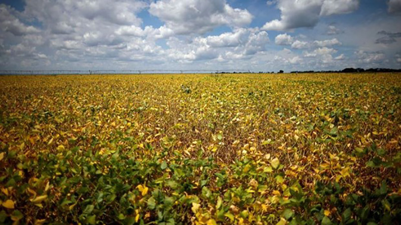 Cánh đồng đậu nành tại một trang trại ở Luziania, bang Goias, Brazil. (Ảnh: Reuters)