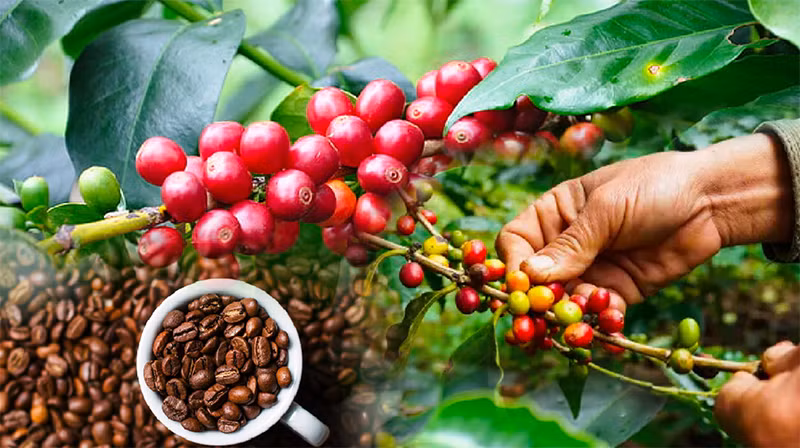 Điều gì sẽ giúp doanh nghiệp cà-phê Việt "làm chủ giá" trong năm 2024?