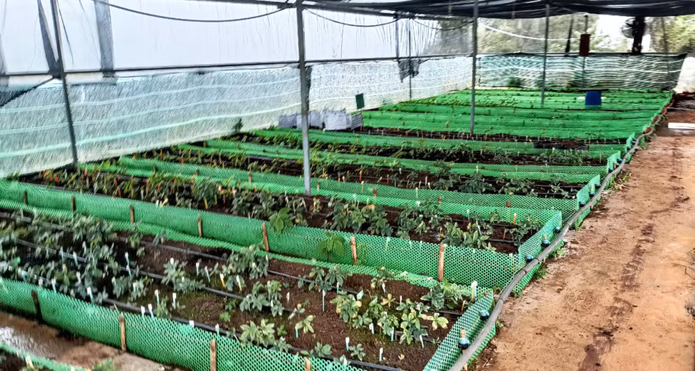 Các cây sâm Ngọc Linh con được nuôi tại nhà màng của Công ty cổ phần rượu Sâm Ngọc Linh Kon Tum.