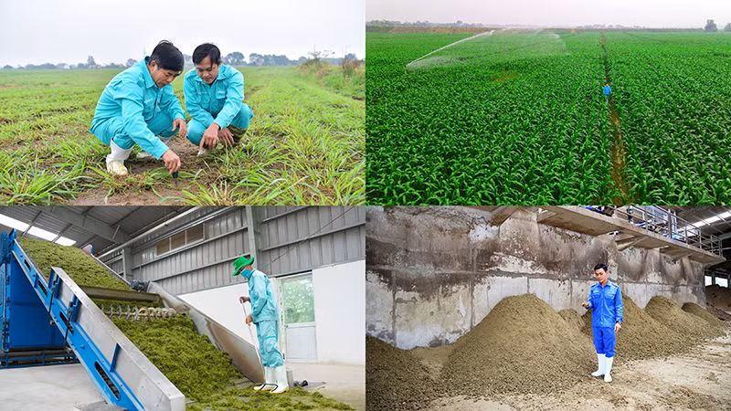 Ứng dụng kinh tế tuần hoàn trong nông nghiệp, chăn nuôi bò sữa mang lại nhiều lợi ích cho chính doanh nghiệp. Ứng dụng kinh tế tuần hoàn trong nông nghiệp, chăn nuôi bò sữa mang lại nhiều lợi ích cho chính doanh nghiệp.