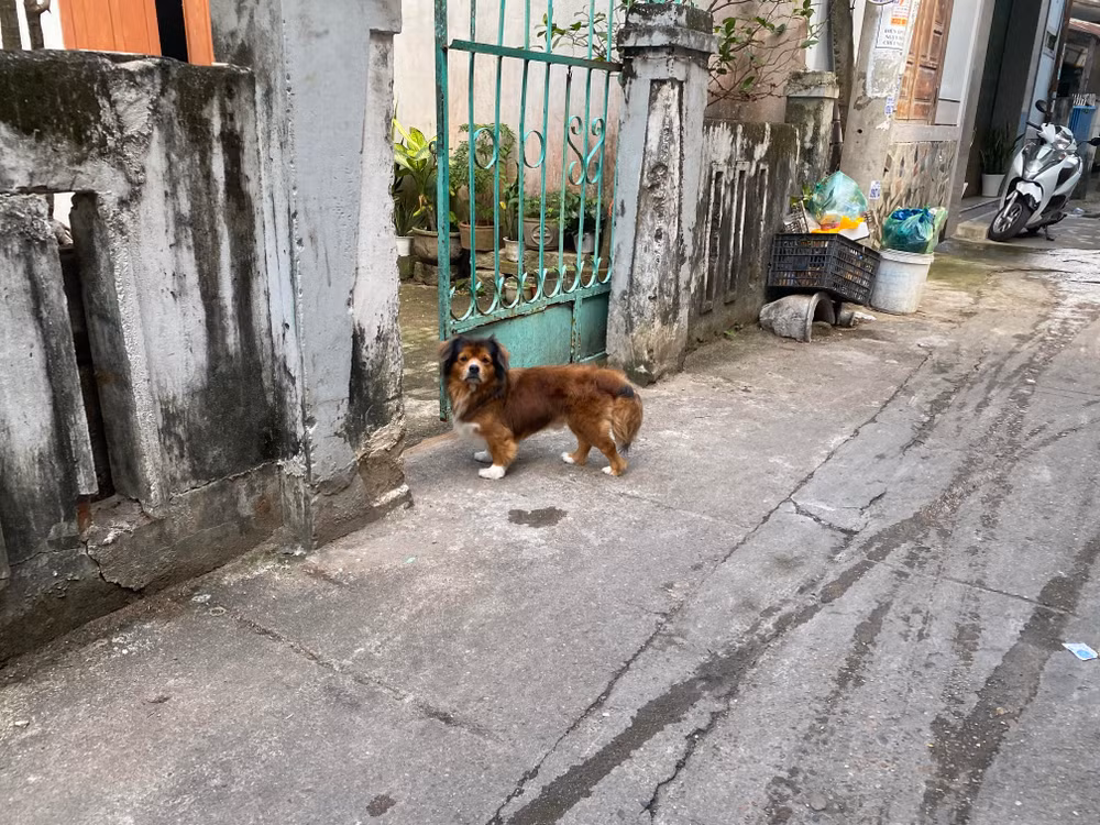 Tại nhiều nơi, tình trạng nuôi chó thả rông xảy ra phổ biến.