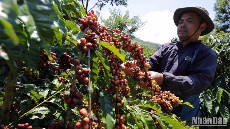 (Ảnh: TRẦN VIỆT)