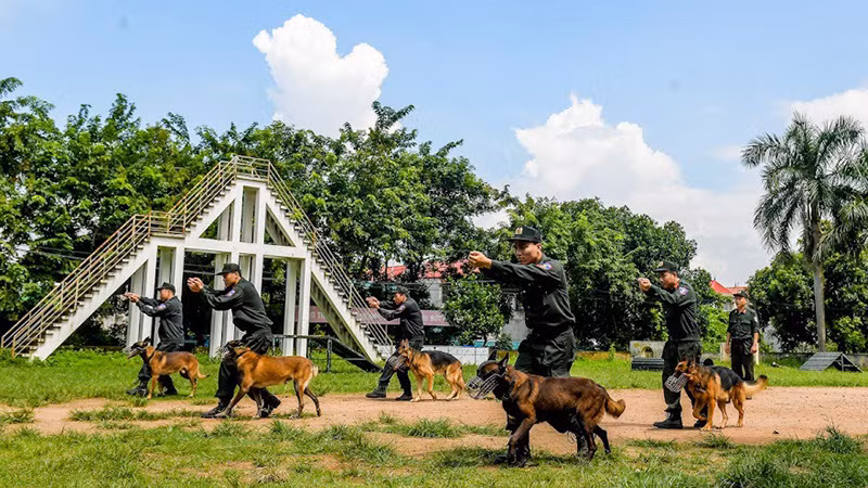 Các chú chó cùng huấn luyện viên luyện tập không kể nắng mưa trên thao trường.