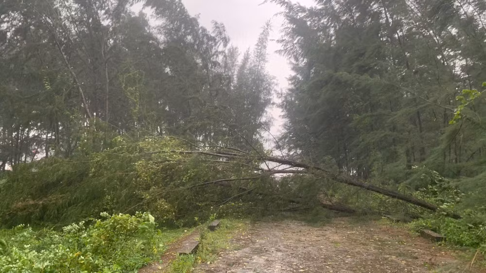 Đường vào âu tàu xã Mỹ Lộc, huyện Thái Thụy hiện bị tắc nghẽn do cây đổ ngang đường. (Ảnh: MAI TÚ)