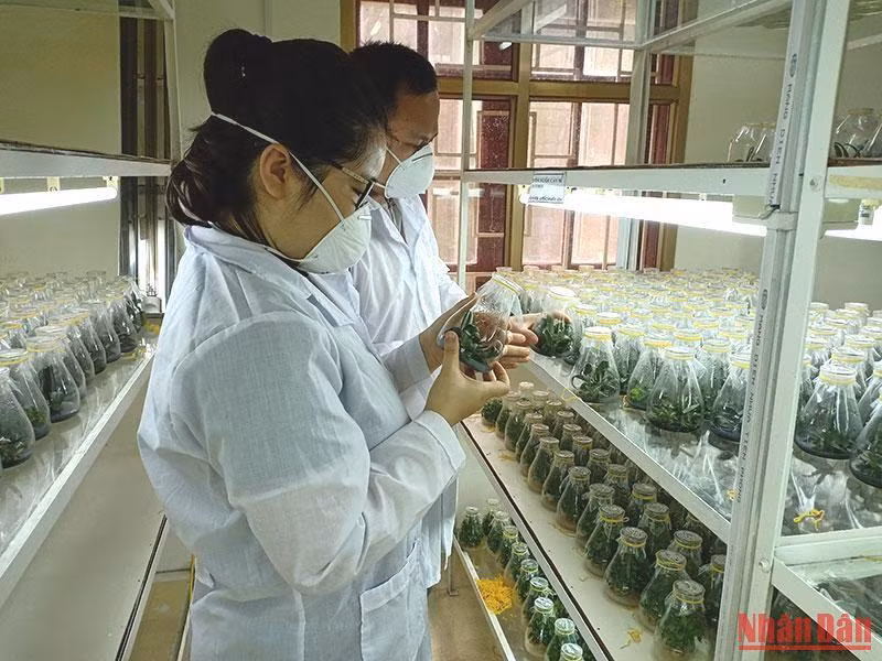 Bắc Kạn nghiên cứu, áp dụng thành công công nghệ nuôi cấy mô Invitro để nhân giống các cây trồng đặc sản.