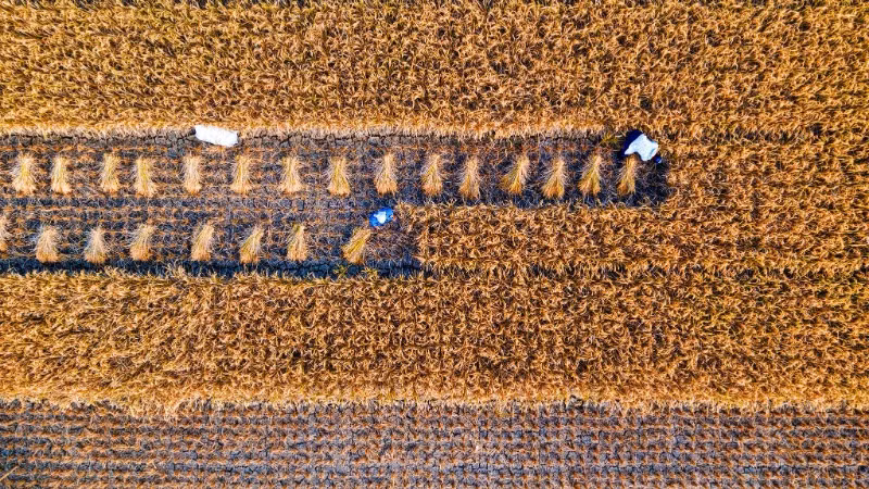 ADB công bố kế hoạch mở rộng hỗ trợ dài hạn cho an ninh lương thực và dinh dưỡng tại khu vực châu Á-Thái Bình Dương, với tổng mức tài trợ dự kiến lên tới 40 tỷ USD trong giai đoạn 2022-2030. (Ảnh minh họa: ADB) 