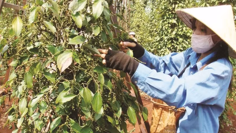 Các mặt hàng nông sản xuất khẩu đang được lợi lớn về giá.