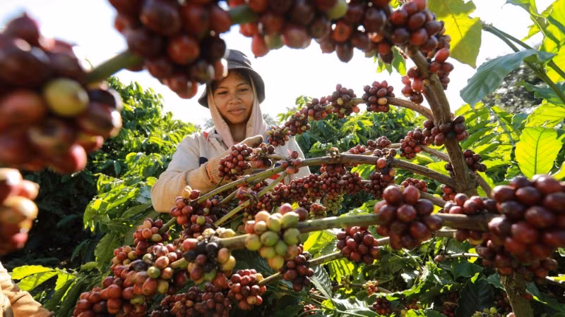 Thu hoạch cà-phê. (Ảnh minh họa: TTXVN) 