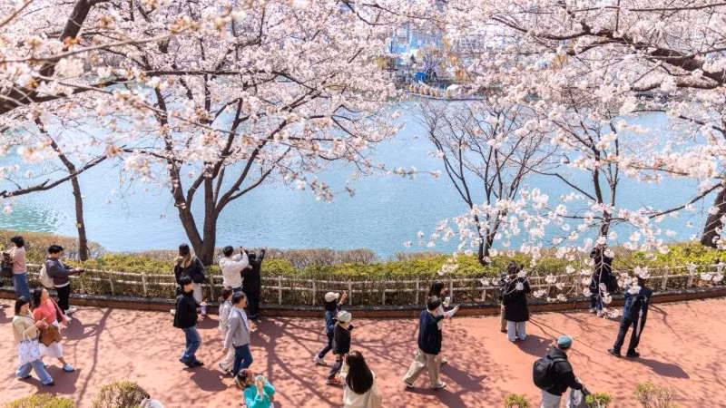 Người dân thưởng ngoạn hoa anh đào bên hồ Seokchon ở Seoul, Hàn Quốc, ngày 6/4/2025. (Ảnh: Xinhua) 