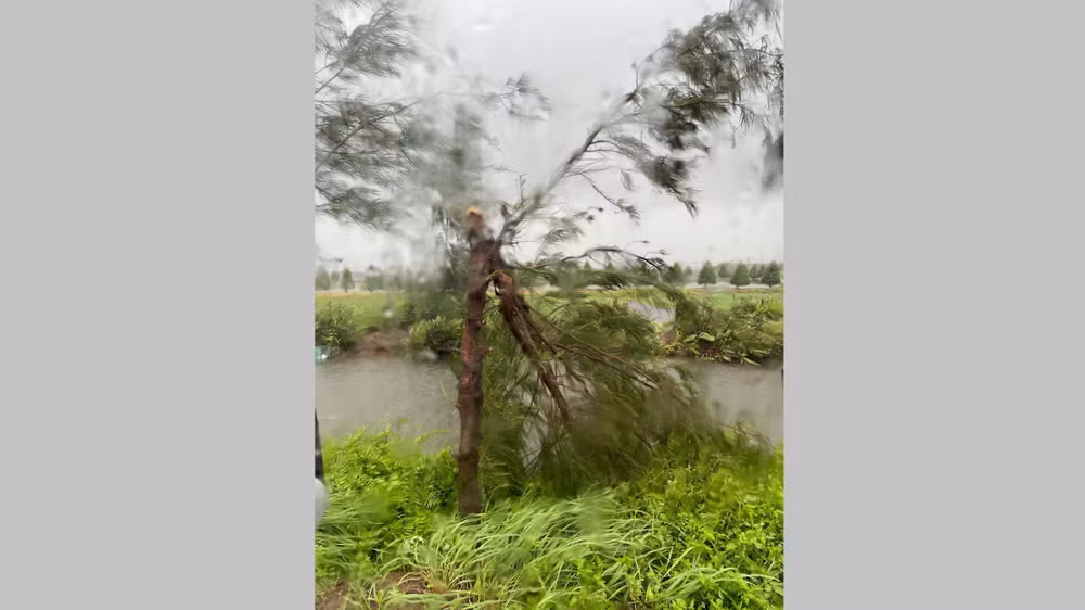 Gió to làm gãy cây xanh khu vực ven biển huyện Giao Thủy, Nam Định.