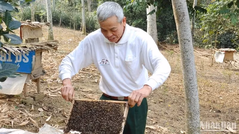 Chăm sóc ong lấy mật. (Ảnh minh họa: TRUNG HƯNG) 