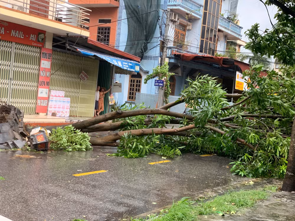 Cây to bật gốc trên đường phố Hải Dương.