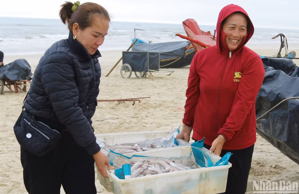Thương lái thu mua cá khoai ngay tại bãi biển Hải Ninh, huyện Quảng Ninh.