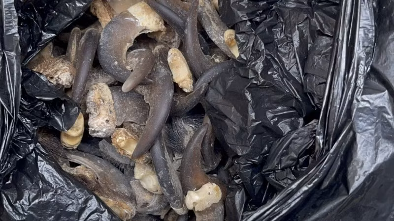 Tang vật bị tịch thu. (Ảnh: Cục Hải quan Thành phố Hồ Chí Minh)