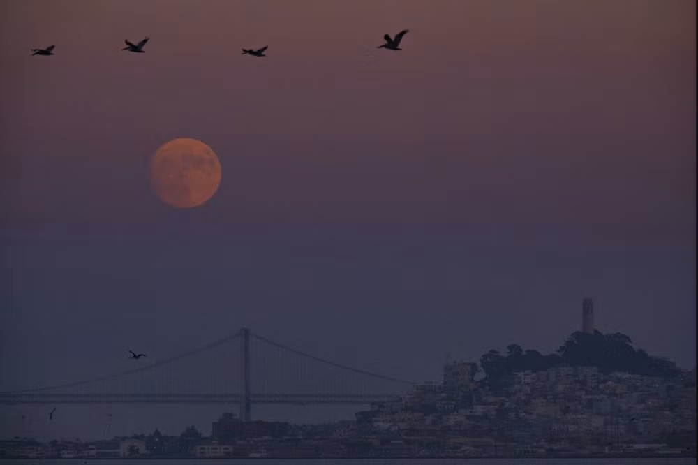 Đàn bồ nông bay ngang qua mặt trăng mọc lên ngay sau thời điểm hoàng hôn ở Fort Baker, Sausalito, California, Mỹ, ngày 29/8/2023. (Ảnh: AP)