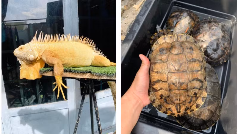 Rồng đất Nam Mỹ và rùa tai đỏ là 2 trong số những loài ngoại lai thường bị buôn bán ở Việt Nam. (Ảnh: ENV) 