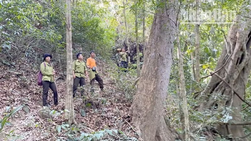 Tổ tuần tra Ban Quản lý rừng đặc dụng phòng hộ Sốp Cộp, tỉnh Sơn La triển khai hoạt động kiểm tra rừng.