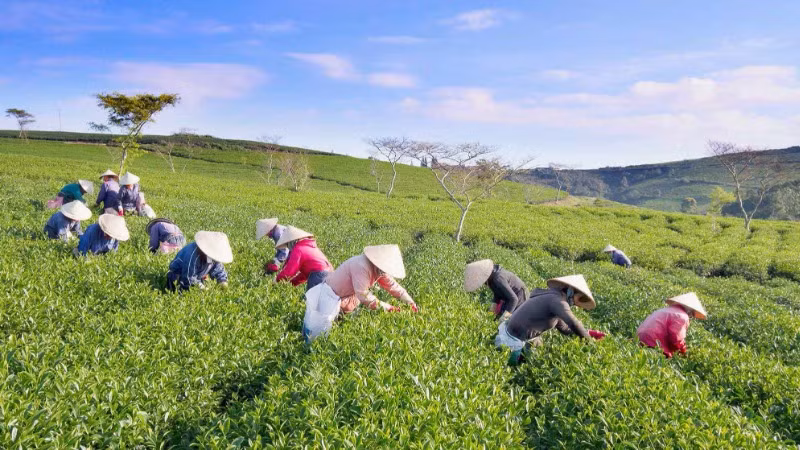 Bát ngát nương chè vùng đất B’Lao.