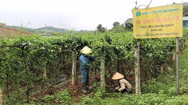 Công nhân Công ty cổ phần Dược liệu Pù Mát chăm sóc vườn dây thìa canh.