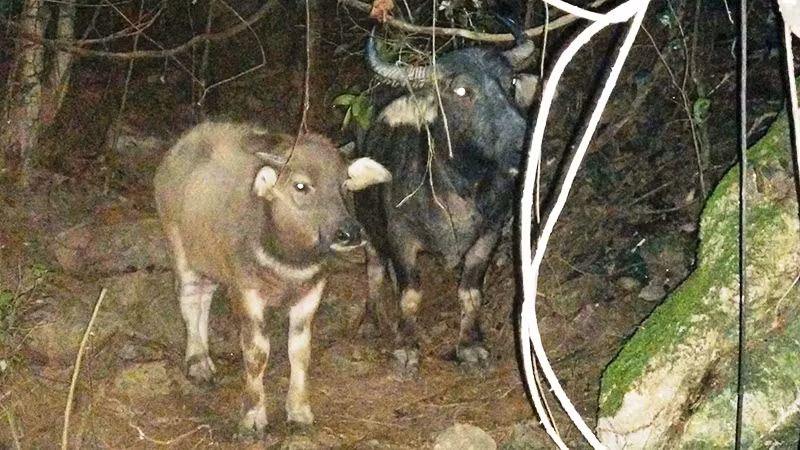Con trâu và nghé bị dắt trộm trong đêm.