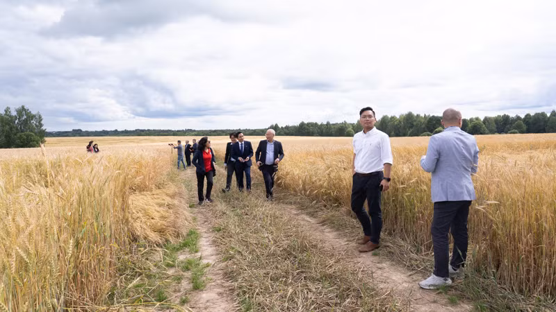 Cánh đồng TH trồng lúa mì phục vụ chăn nuôi tại tỉnh Kaluga, Nga. (Ảnh: THANH THỂ)