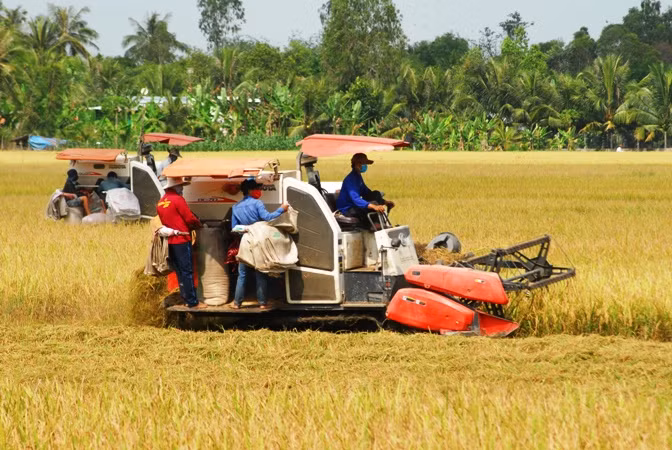 Lúa là nông sản chủ lực và các tỉnh, thành phố vùng đồng bằng sông Cửu Long cần liên kết lại với nhau.