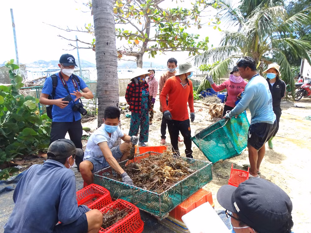 Rộn ràng vụ thu hoạch tôm hùm ở thôn Vịnh Hòa, Xuân Thịnh, thị xã Sông Cầu.