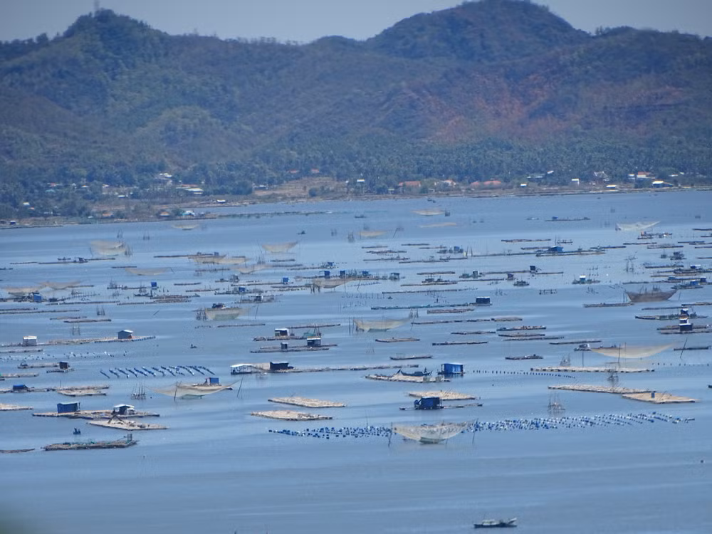 Khu vực nuôi tôm hùm trên vịnh Xuân Đài, thị xã Sông Cầu, Phú Yên.