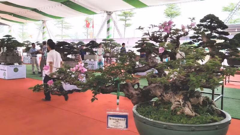 Không gian triển lãm hoa cây cảnh tại Festival. Không gian triển lãm hoa cây cảnh tại Festival.