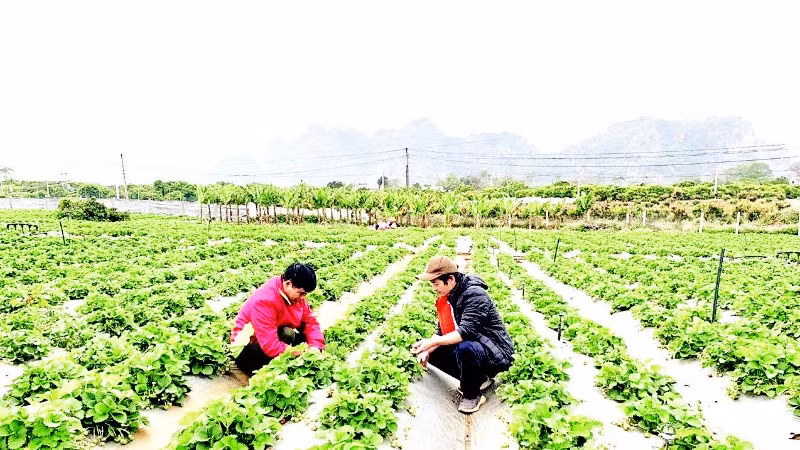 Cán bộ của chuỗi cửa hàng thực phẩm sạch Bác Tôm hướng dẫn người nông dân trồng nông sản thuận tự nhiên.