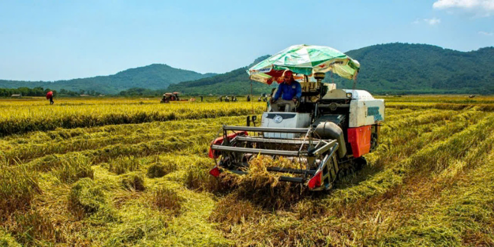 Thu hoạch lúa hè thu ở Nghi Xuân (Hà Tĩnh). Ảnh Đậu Hà.