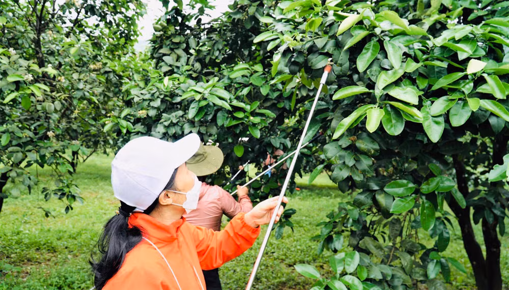 Việc thụ phấn bổ sung cho bưởi Phúc Trạch không ảnh hưởng đến chất lượng, hương vị hay độ ngọt của tép bưởi.