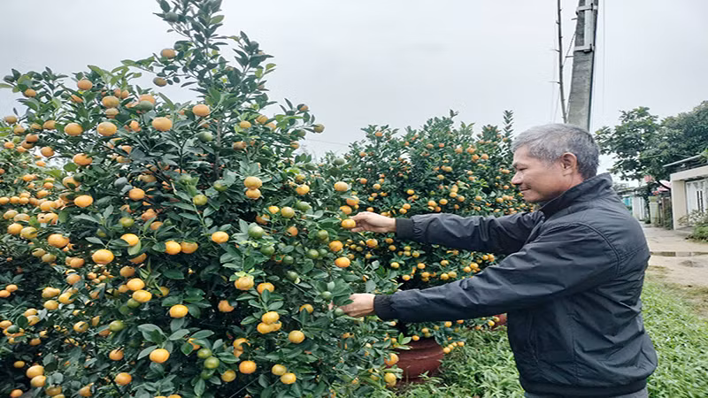 Người trồng quất cảnh ở xã Cẩm Hà dự kiến thu về hơn 42 tỷ đồng trong vụ mùa năm nay.
