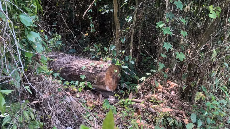 Nhiều đoạn thân gỗ nghi là cây thông Caribe được giấu kín trong bụi rậm, với chiều dài khoảng 2m và đường kính khoảng 50cm.