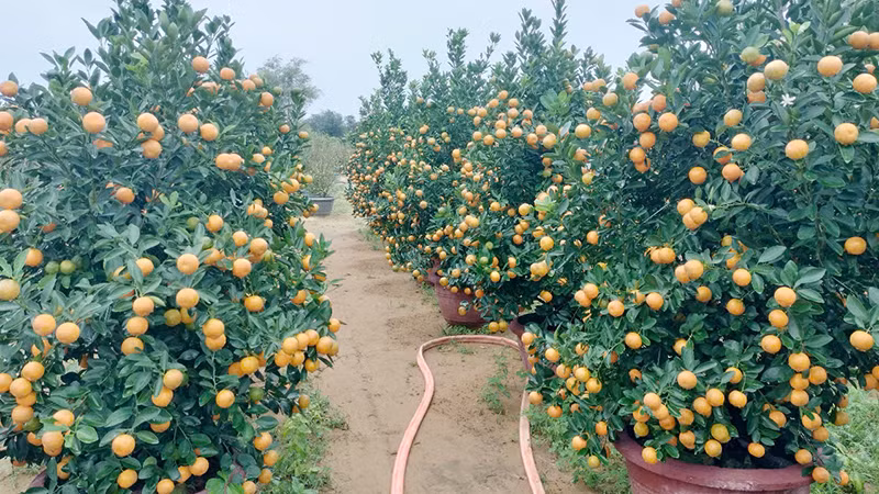 Quất cảnh Hội An năm nay chất lượng tốt, quả to tròn và đẹp.