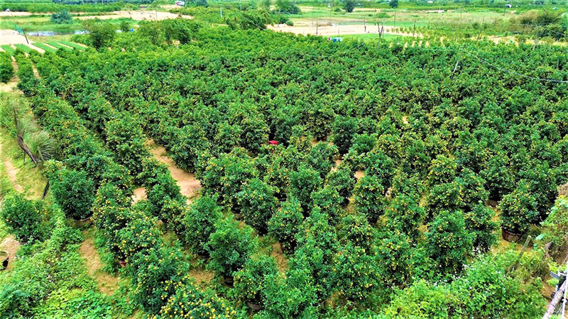 Thủ phủ quất cảnh của tỉnh Quảng Nam tất bật cho thị trường Tết Nguyên đán Ất Tỵ 2025.