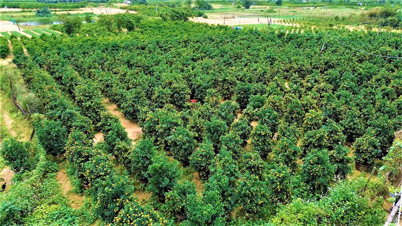 Thủ phủ quất cảnh của tỉnh Quảng Nam tất bật cho thị trường Tết Nguyên đán Ất Tỵ 2025.