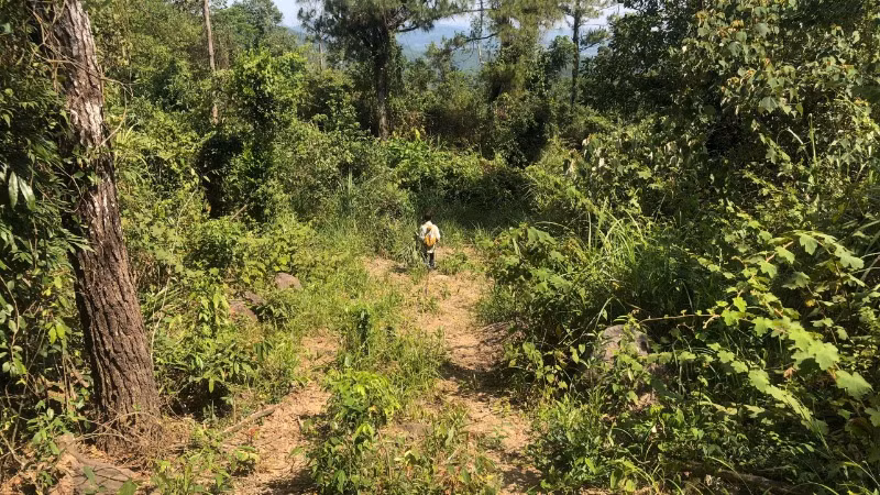 Khu vực tiểu khu 582 thuộc rừng phòng hộ Phú Ninh.