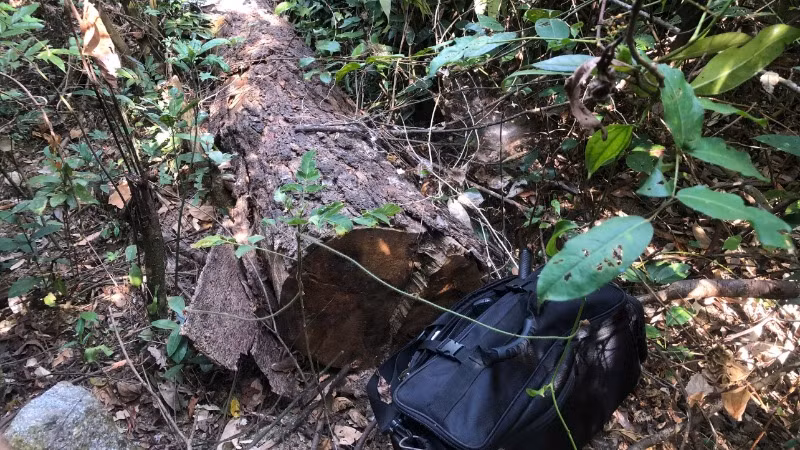 Nhiều thân cây gỗ nghi là cây thông Caribe đã bị các đối tượng ngang nhiên đốn hạ.