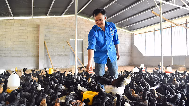 Hà Văn Ngọc chăm sóc gà đen tại Hợp tác xã Dịch vụ nông nghiệp tổng hợp thanh niên, thôn Bản Ké, thị trấn Yên Minh, huyện Yên Minh, tỉnh Hà Giang. (Ảnh THỦY NGUYÊN)