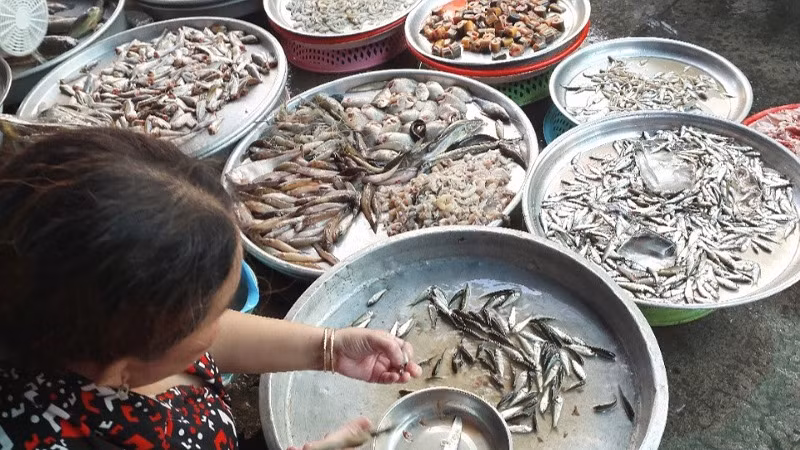 Cá linh non bán ở các chợ tại thành phố Long Xuyên tỉnh An Giang với số lượng rất ít, kích thước nhỏ, giá 300.000 đồng/kg.