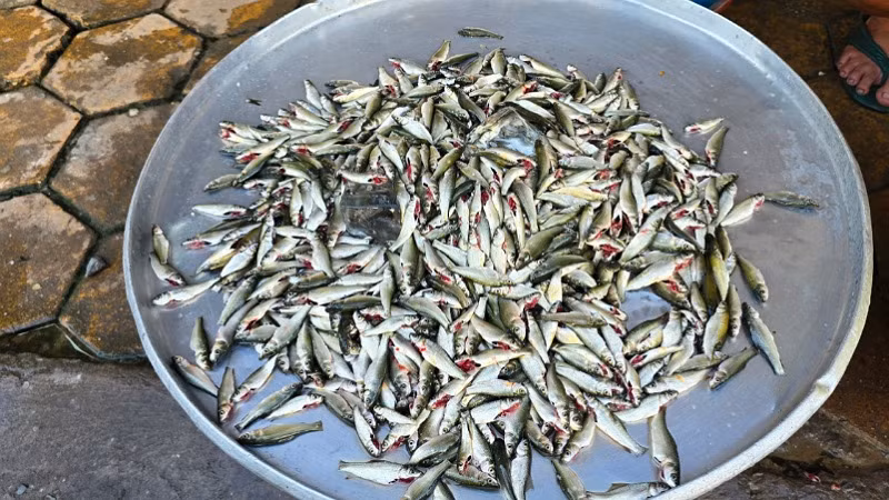 Cá linh non được bán tại chợ Tân An, phường Tân An, quận Ninh Kiều với kích thước to cỡ ngón tay út, muốn mua bao nhiêu cũng có(?)