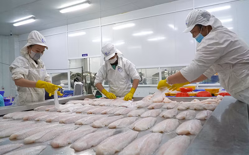 Chế biến cá tra tại một doanh nghiệp ở thành phố Sa Đéc, tỉnh Đồng Tháp.