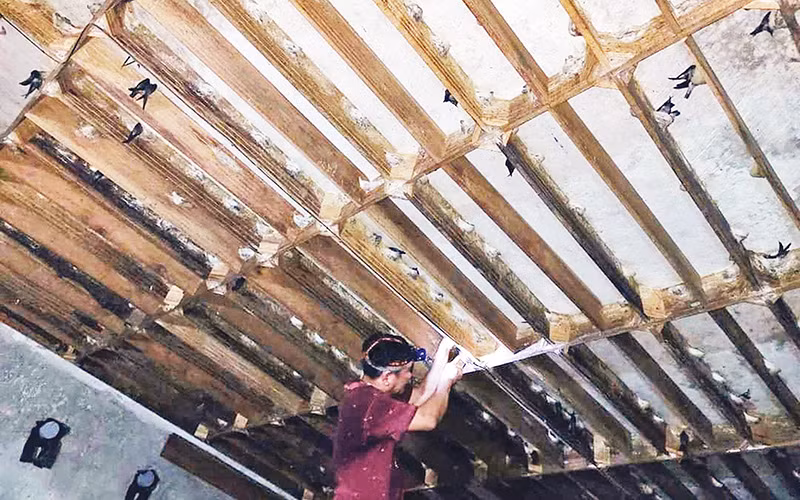 Thu hoạch tổ yến.