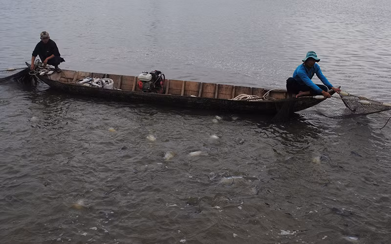 Một vùng nuôi cá tra thuộc tỉnh An Giang.