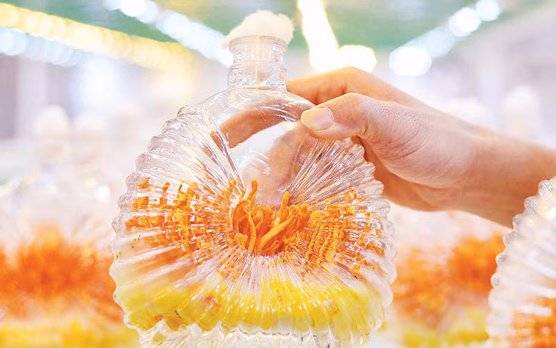 Đông trùng hạ thảo được dùng để sản xuất nước uống tăng lực, viên nang, trà túi lọc, ngâm rượu thuốc...